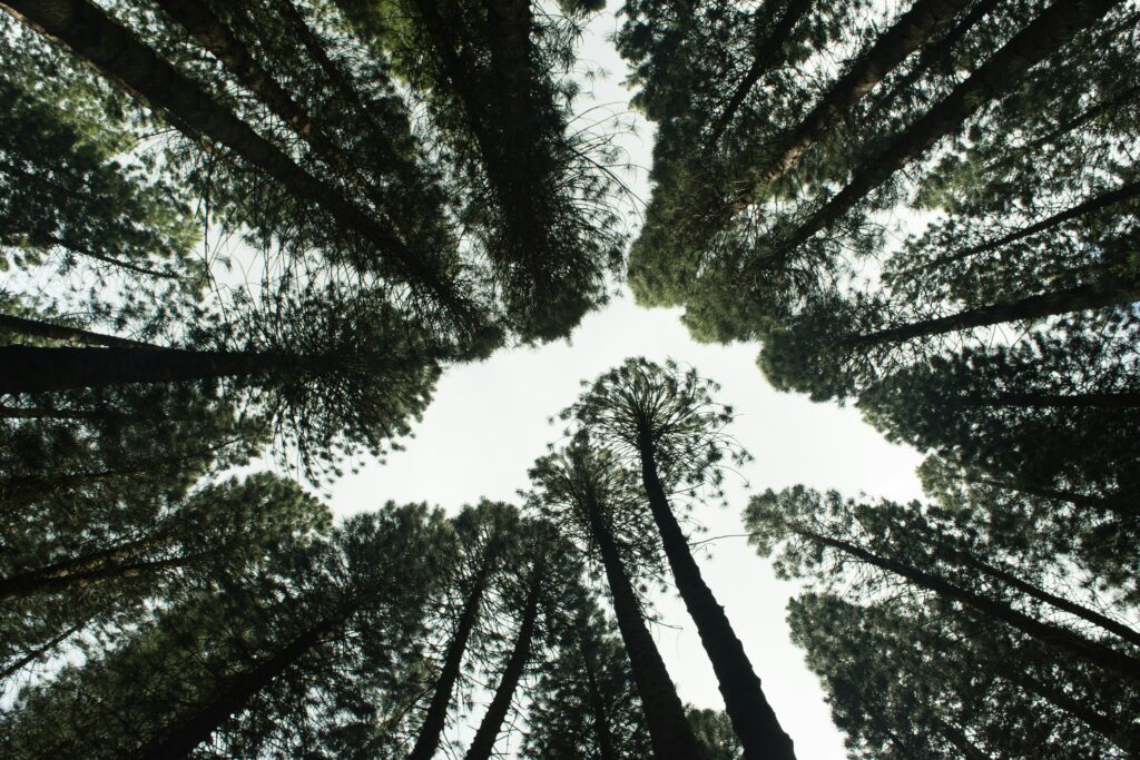 How Local Communities Are Leading Successful Reforestation Projects How Local Communities Are Leading Successful Reforestation Projects