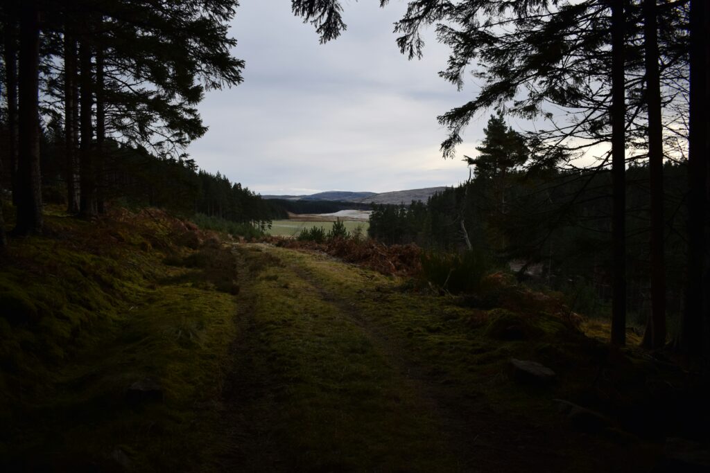 How Schools And Universities Are Getting Involved In Reforestation