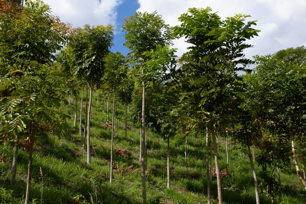 Reforestation Heroes: Profiles Of Individuals Making A Difference