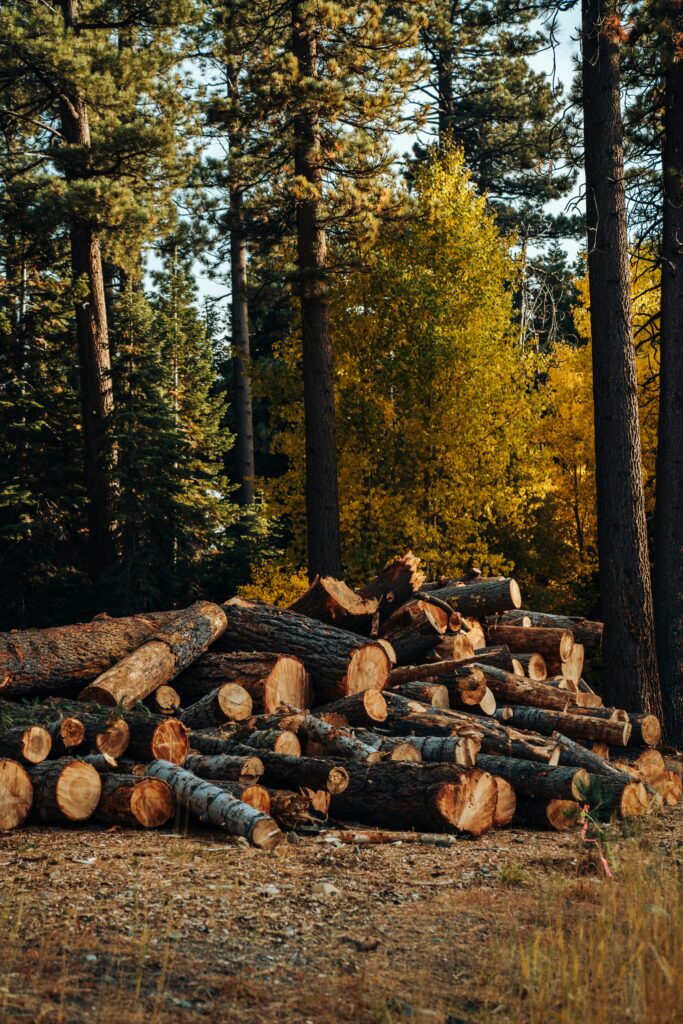 Reforestation Heroes: Profiles Of Individuals Making A Difference