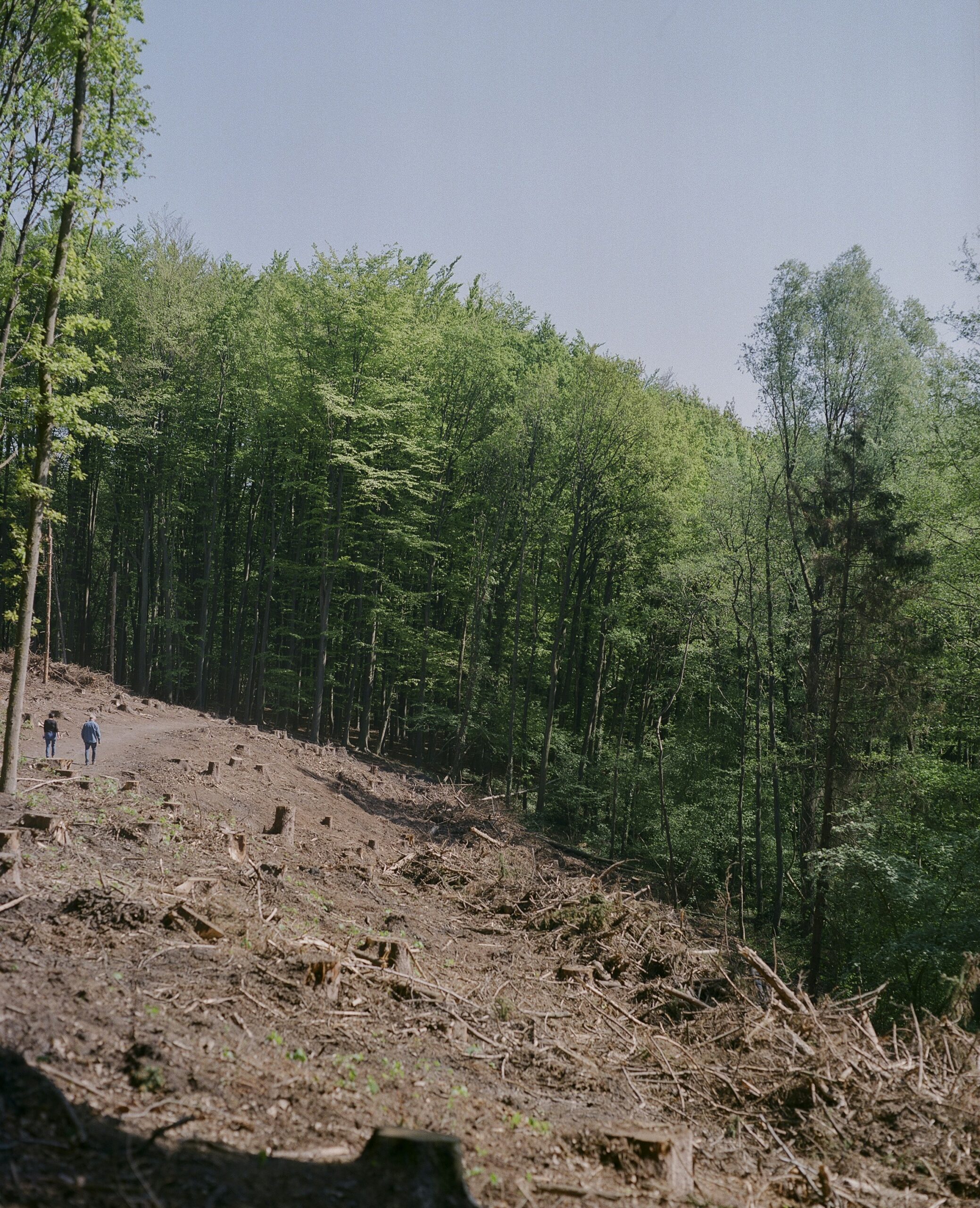 Deforestation: The Quiet Culprit Behind Global Warming