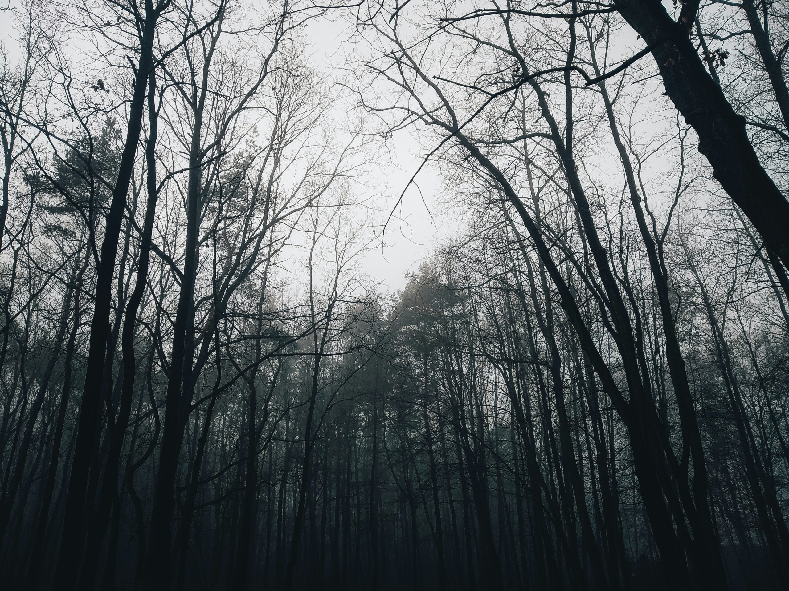 Felling Forests, Fueling Global Warming