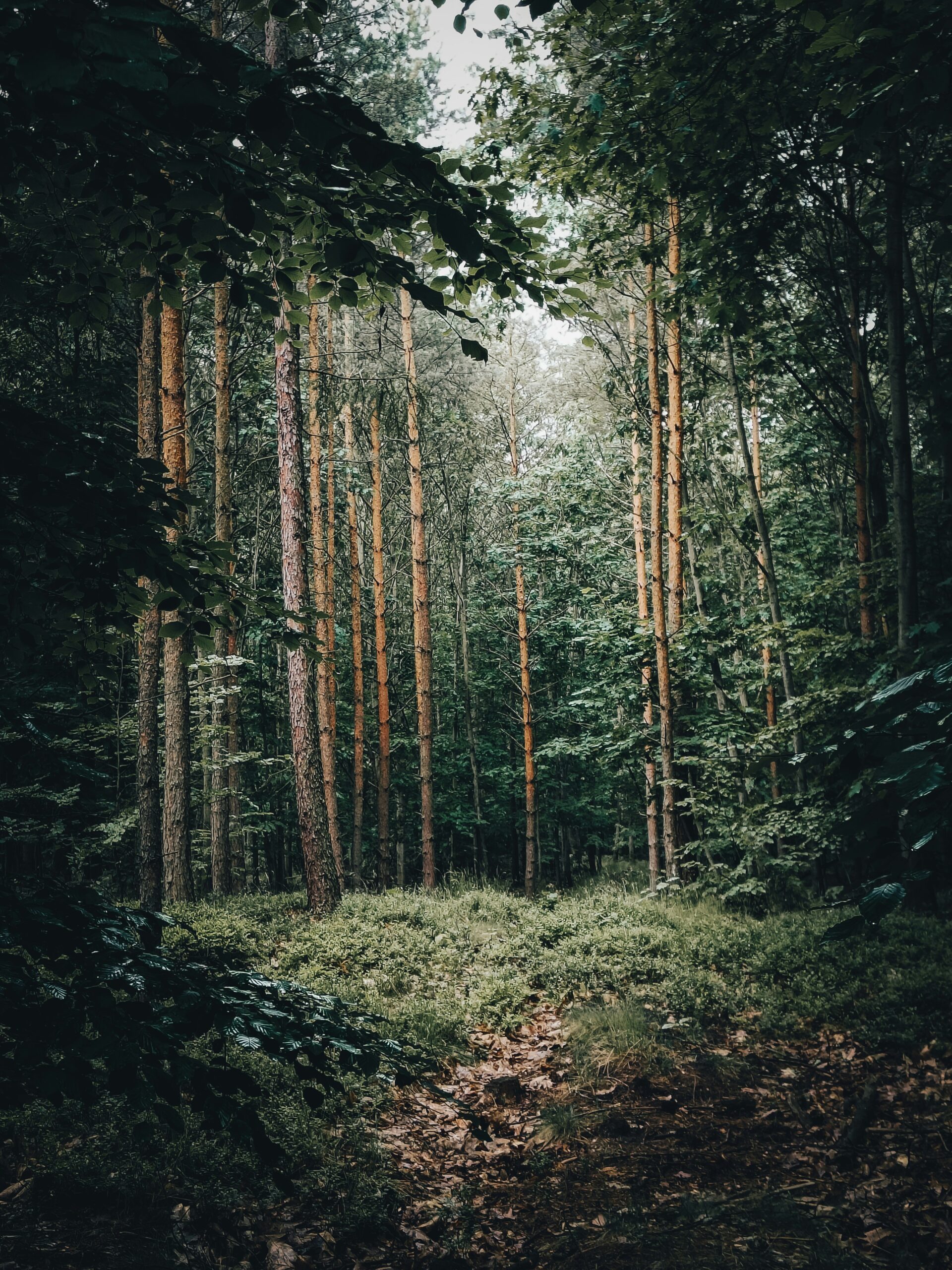 Felling Forests, Fueling Global Warming
