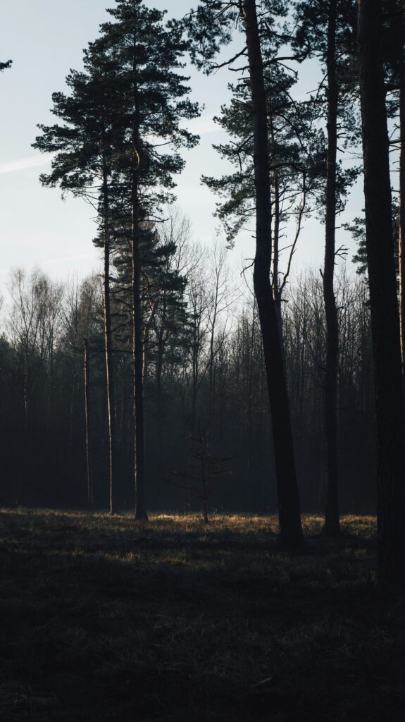 How Deforestation Is Turning Up The Heat On Our Planet