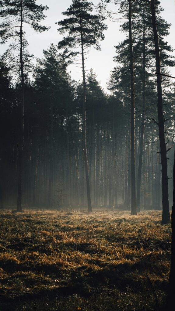 How Deforestation Is Turning Up The Heat On Our Planet
