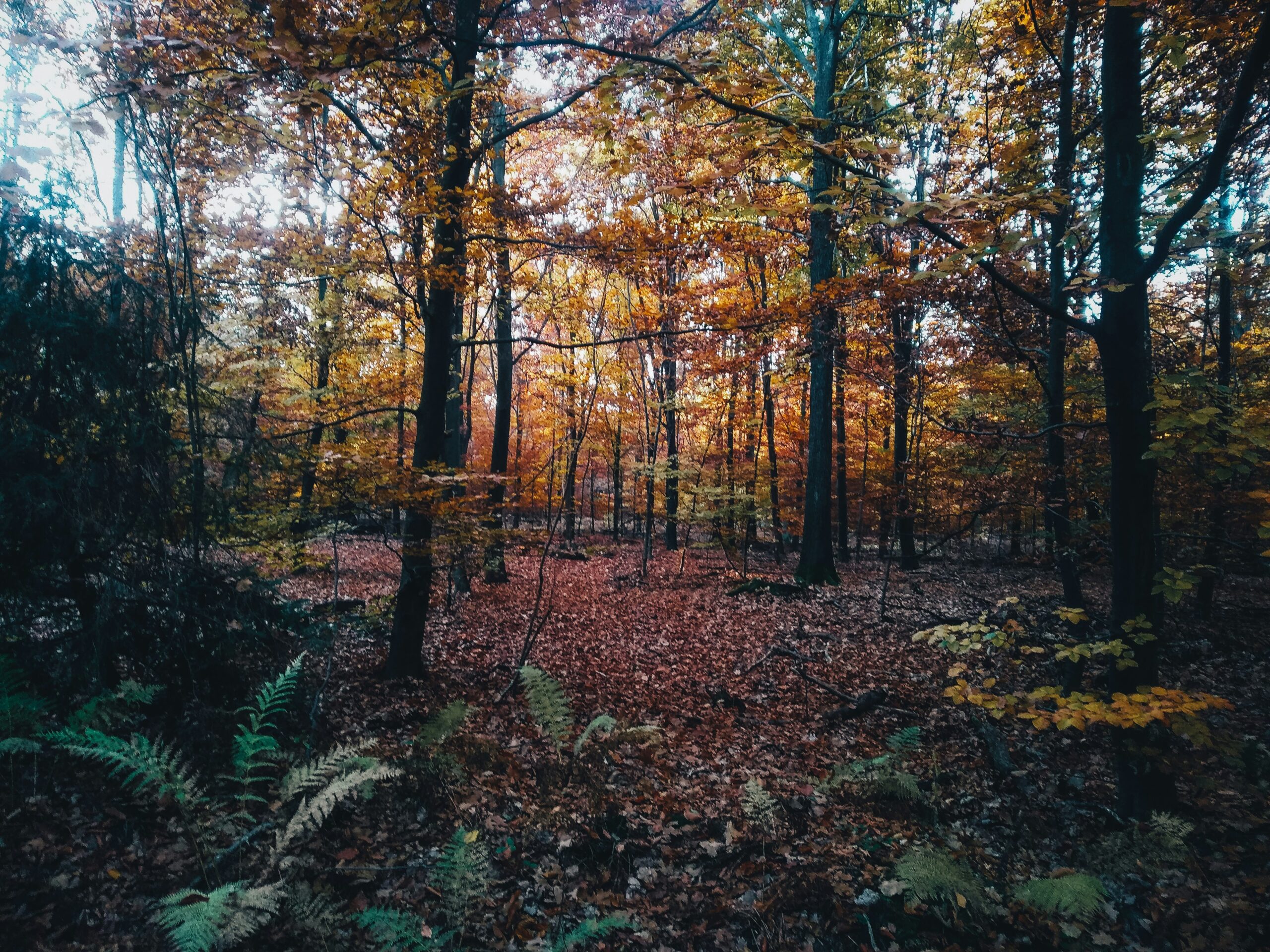 The Heat Is On: The Deforestation Factor In Global Warming