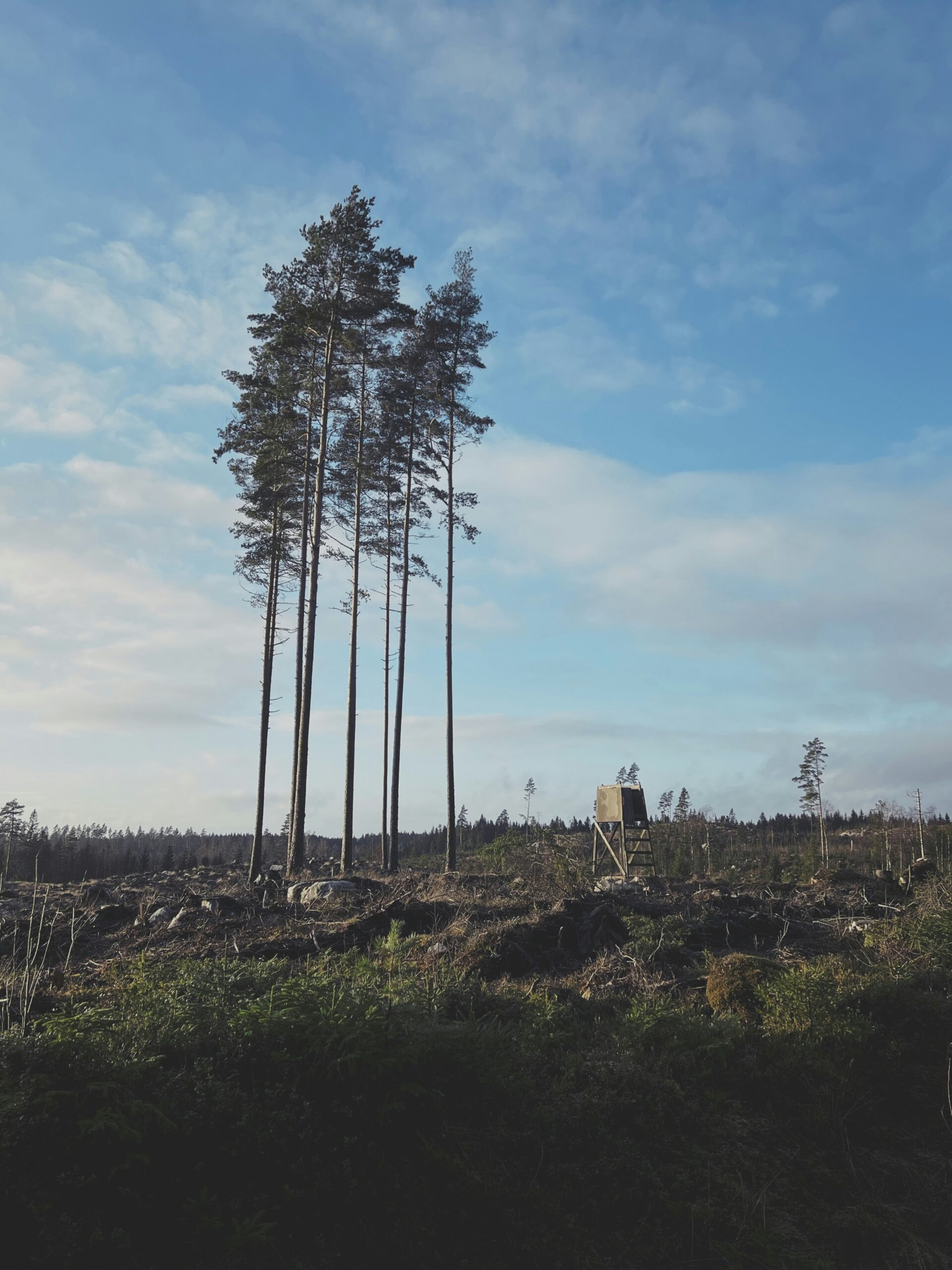 The Heat Is On: Why Deforestation Matters In Global Warming