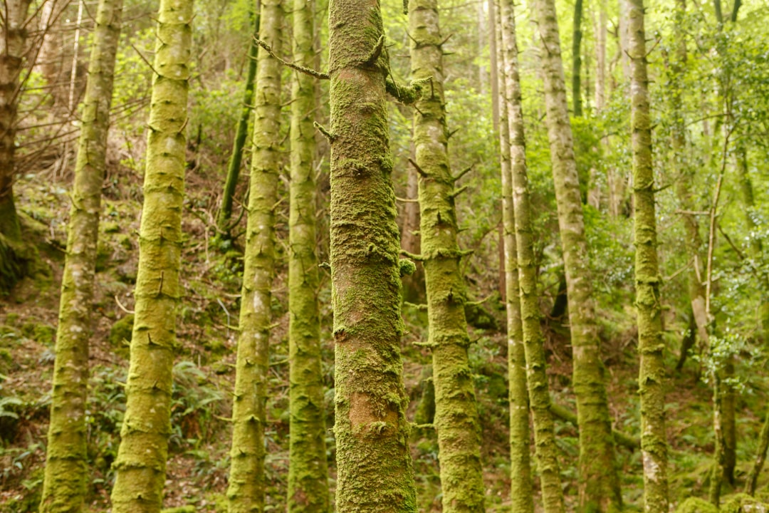 Photo Lush forest