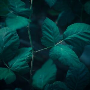 Photo Healthy forest