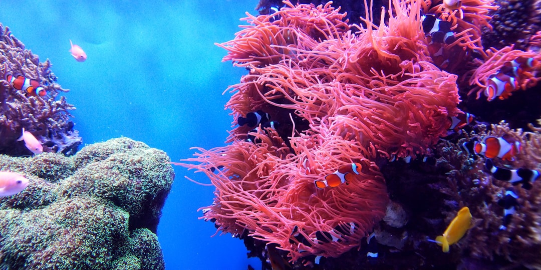 Photo Coral reef