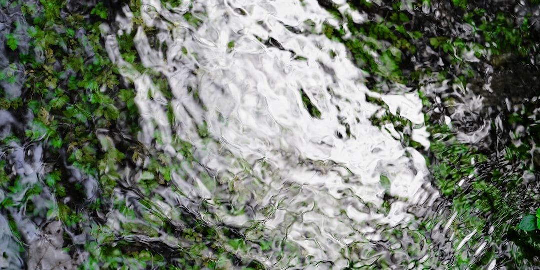 Photo Underwater Forest