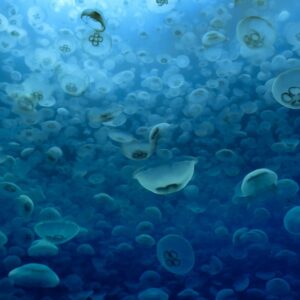 Photo Marine phytoplankton