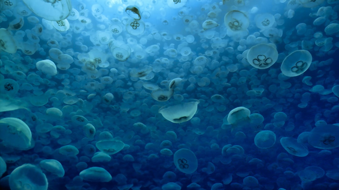 Photo Marine phytoplankton