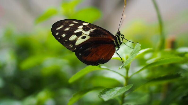 Photo Butterfly wings