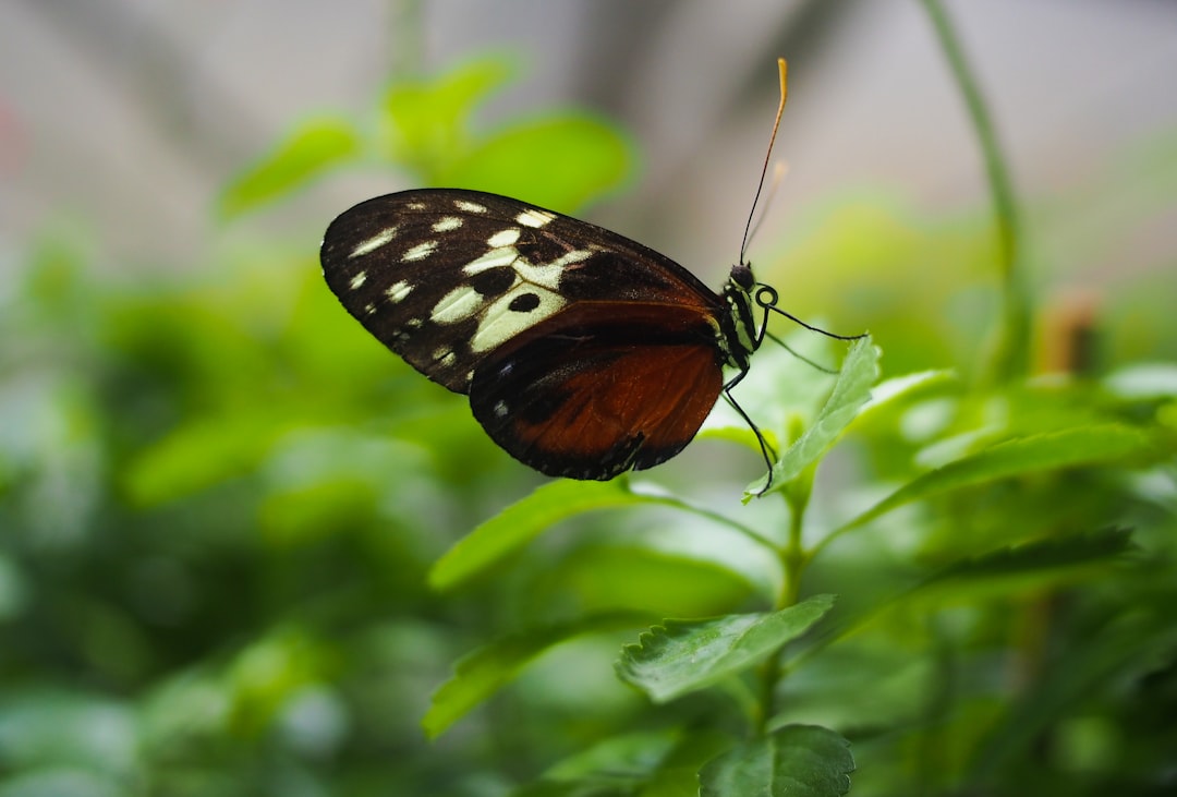 Photo Butterfly wings