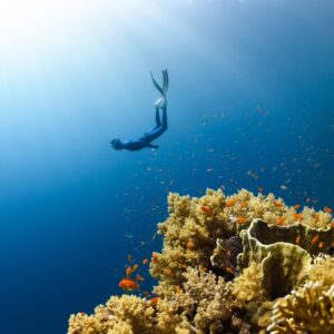 Photo Oceans Ecosystem