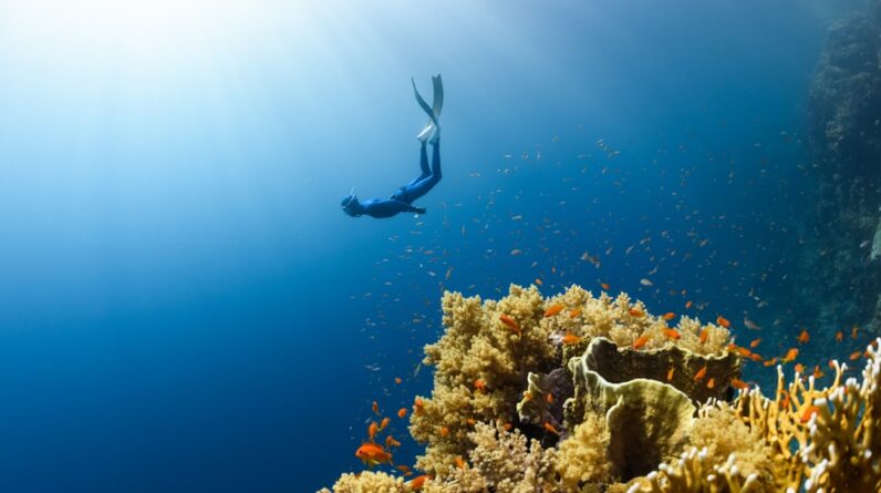 Photo Oceans Ecosystem