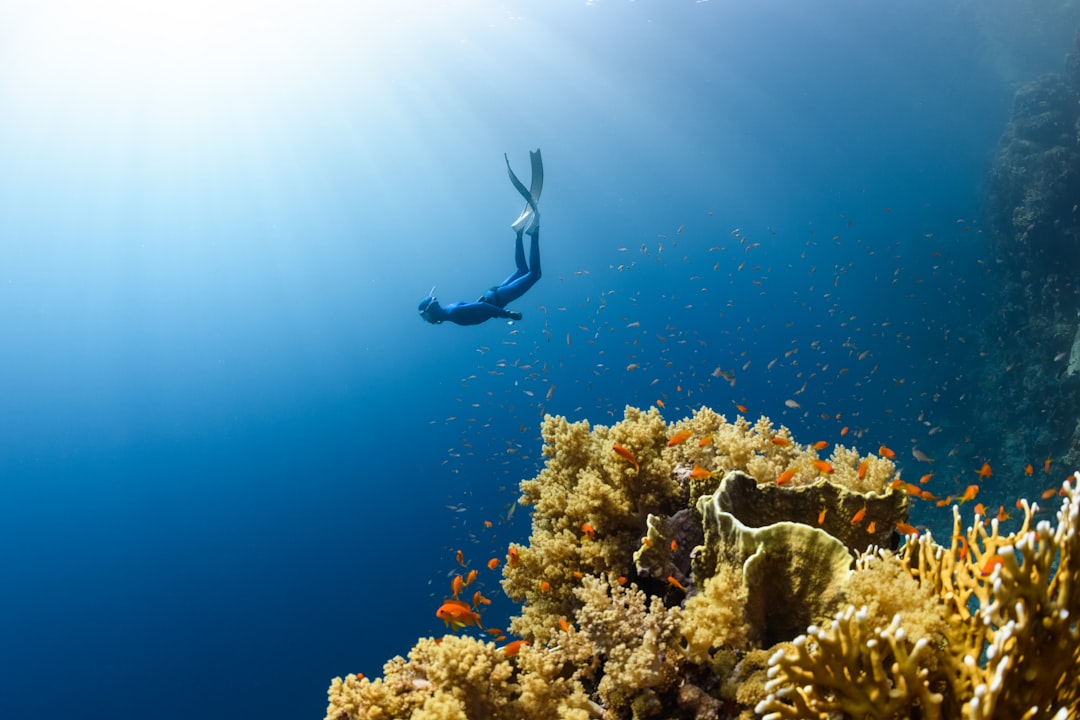 Photo Oceans Ecosystem