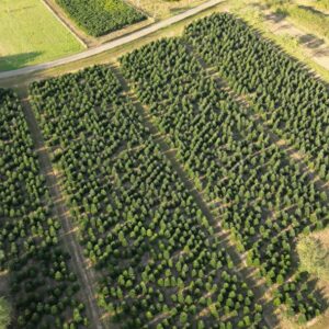 Photo Reforestations Impact