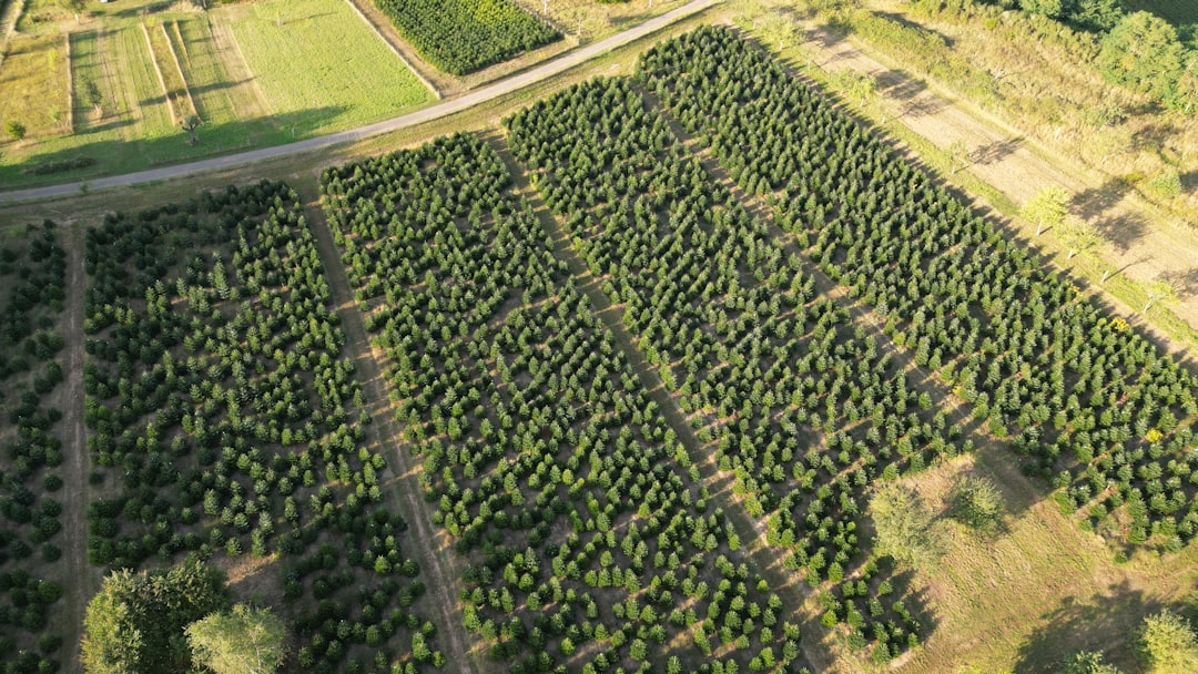 Photo Reforestations Impact