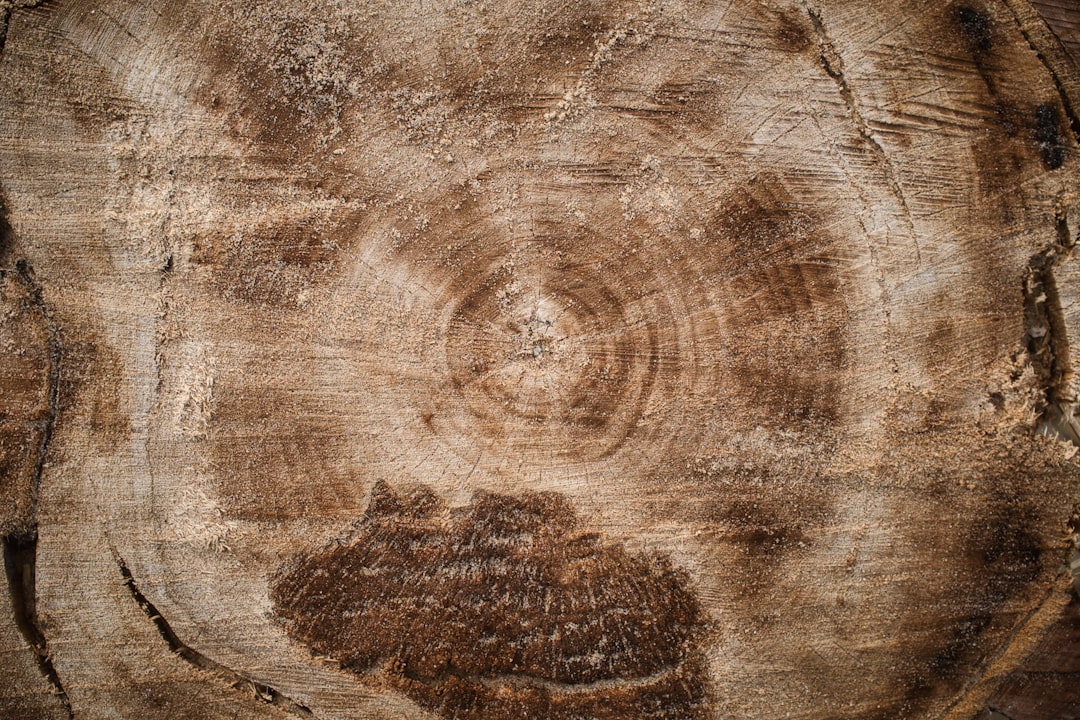 Photo Tree rings