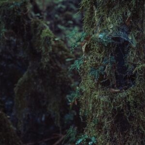 Photo Underwater forest