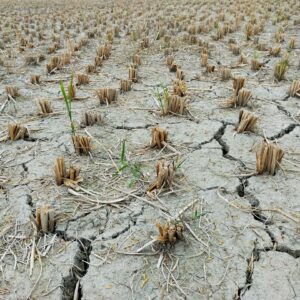Photo Drought-stricken fields