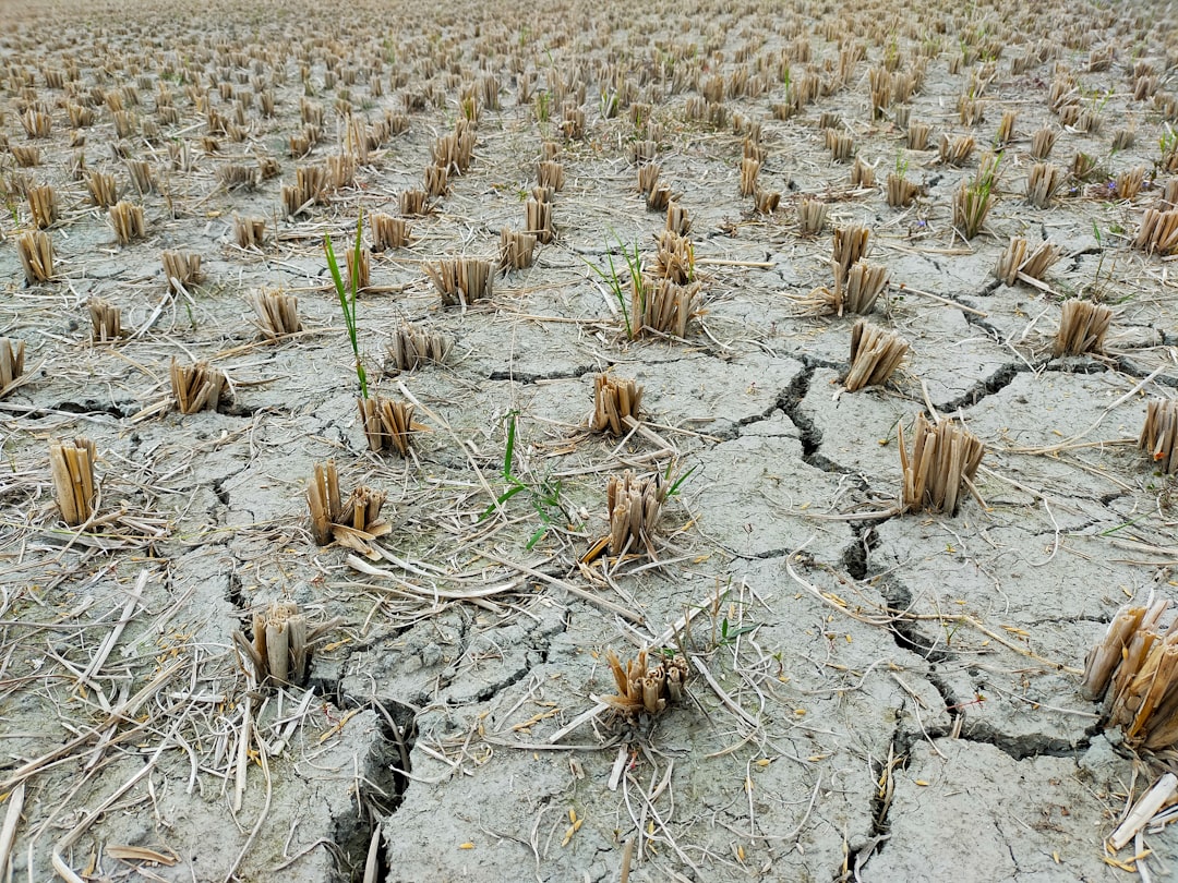 Photo Drought-stricken fields