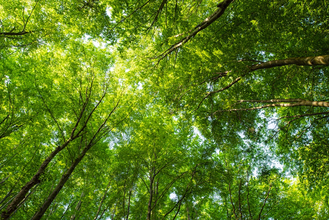 Photo Green forest