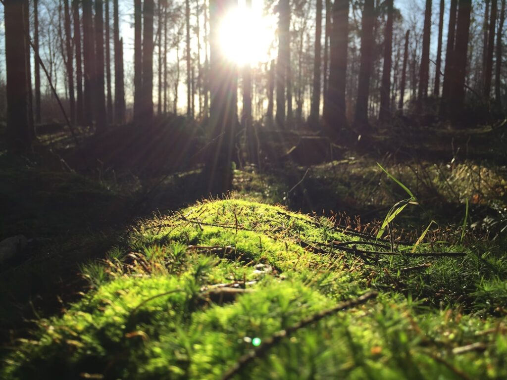 Photo Forest floor