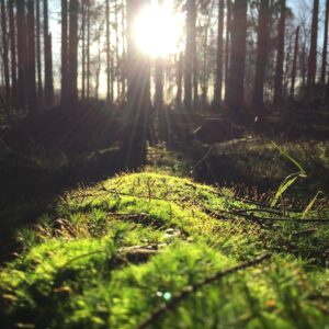 Photo Forest floor