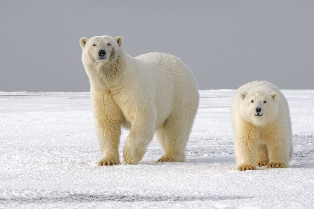 Photo Polar bears