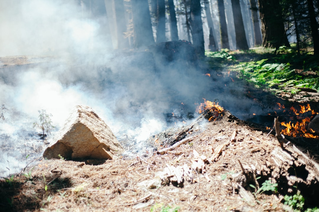 Photo Burning forests