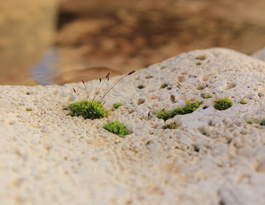 Photo Diverse Ecosystem