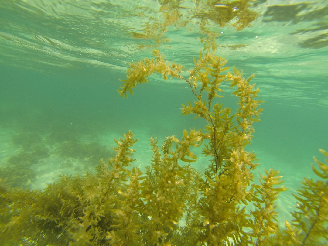 Photo Underwater kelp forest
