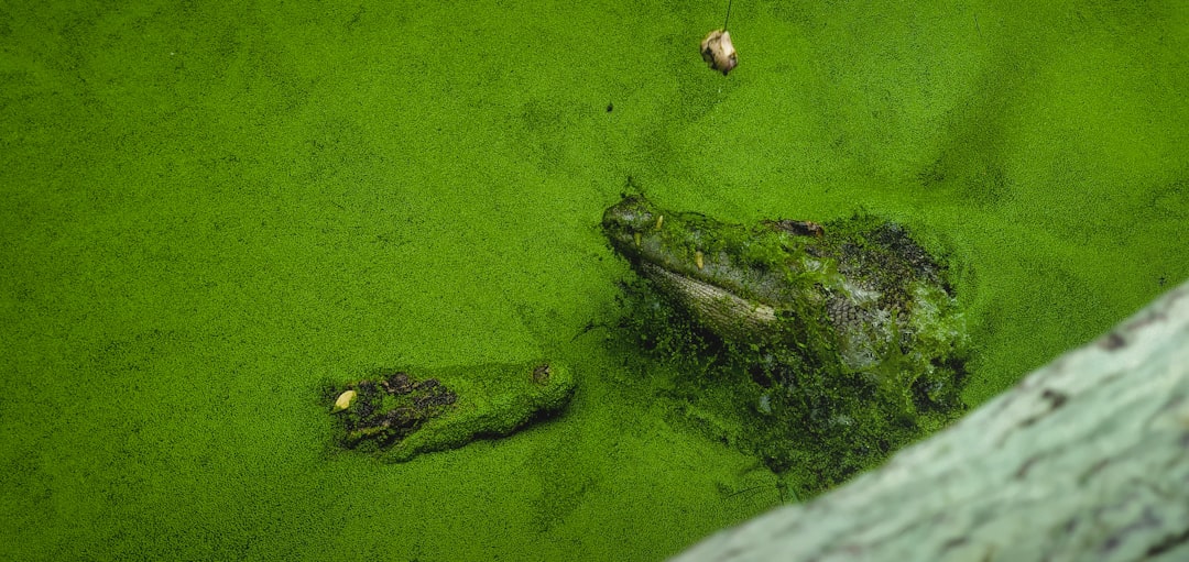 Photo Algae bloom