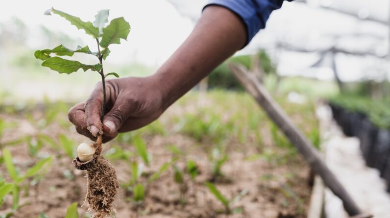 Photo Tree planting