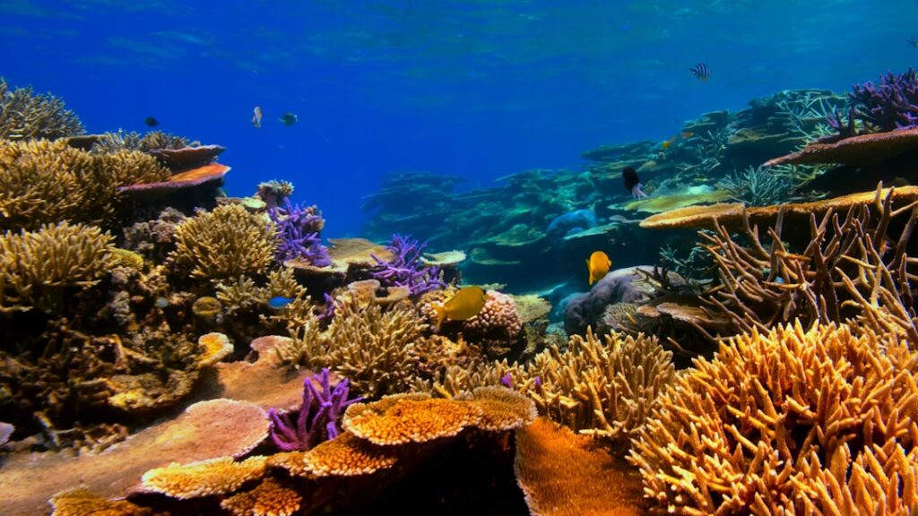Photo Reef-safe sunscreen