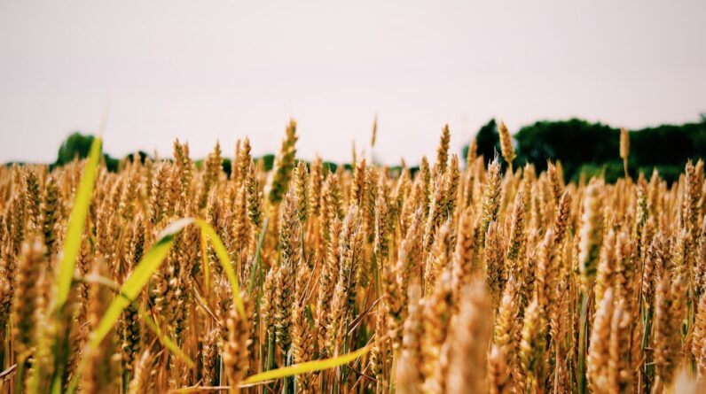 Photo Agricultural field