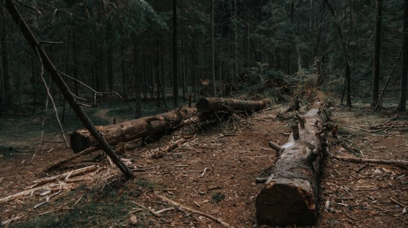 Photo Deforestation aftermath