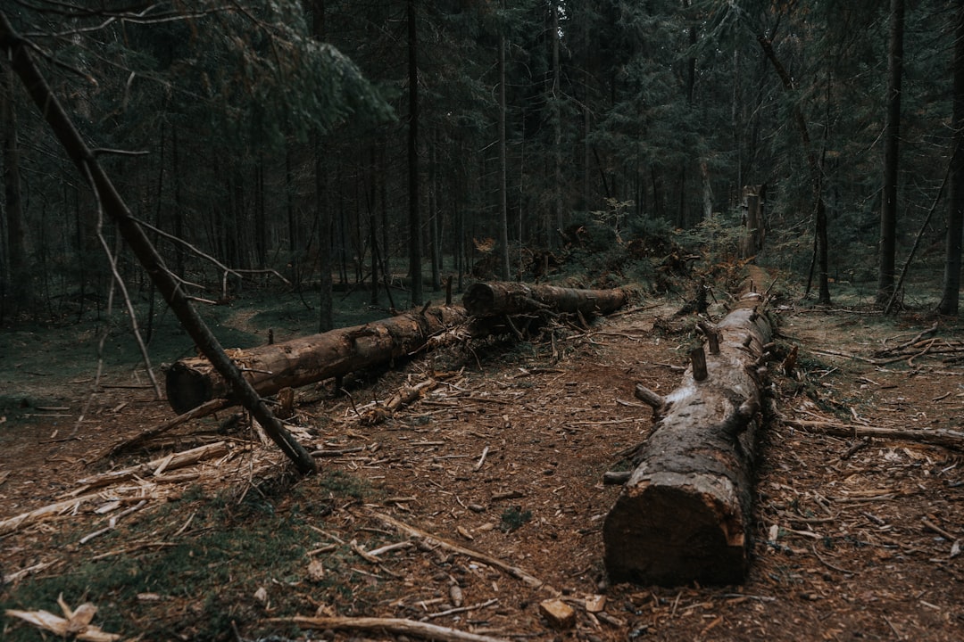 Photo Deforestation aftermath