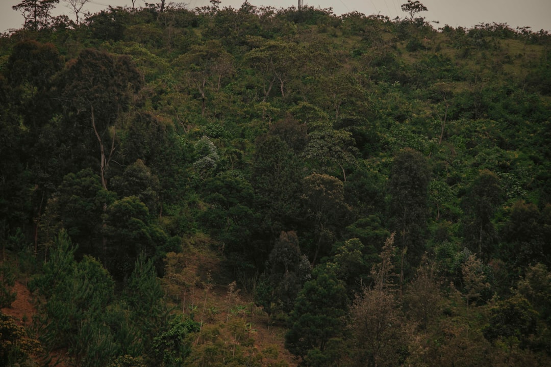Photo Reforestation impact
