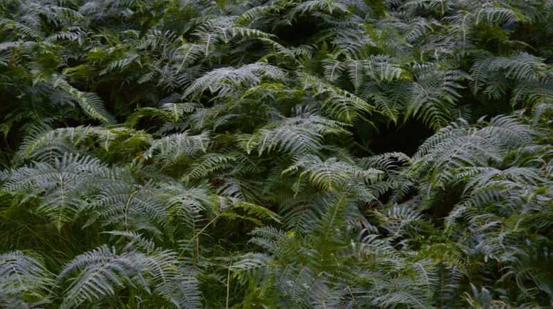 Photo Lush forest