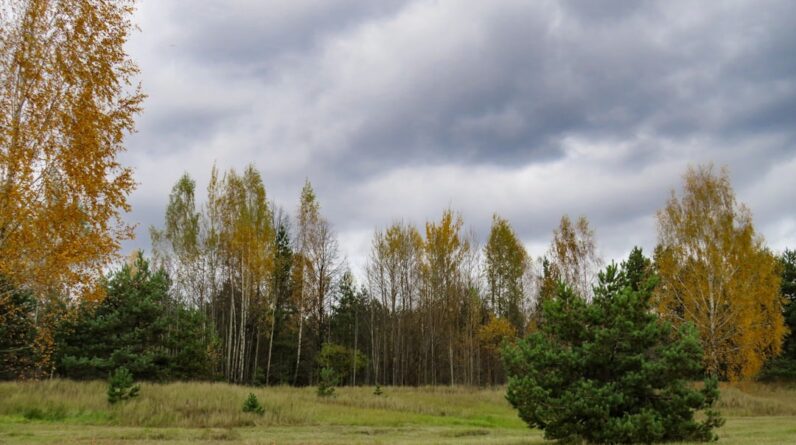 Photo Young forest