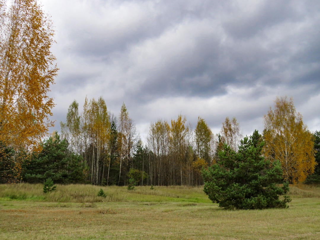 Photo Young forest