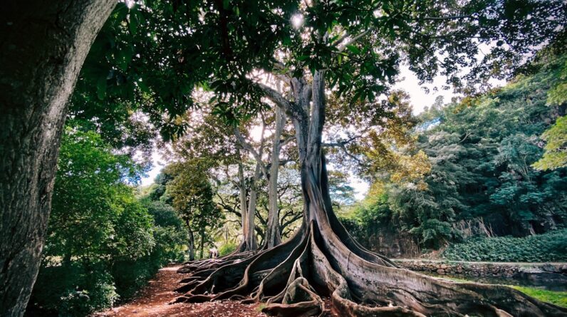 Photo Tree roots