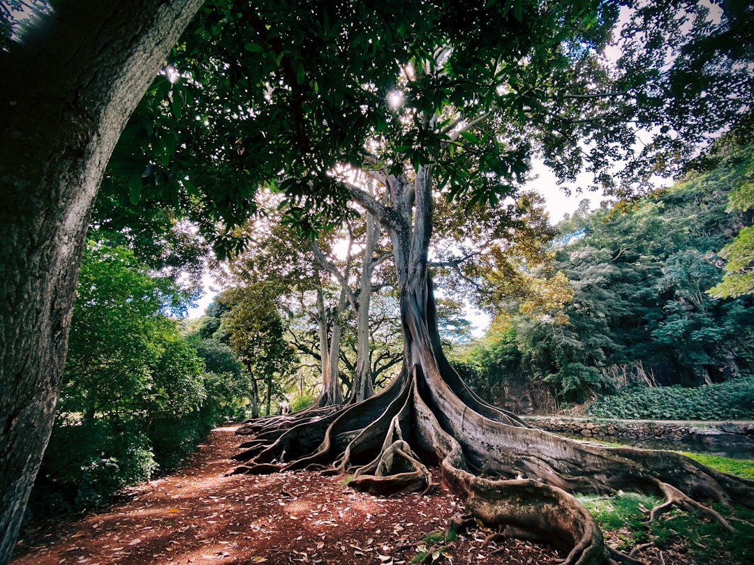 Photo Tree roots