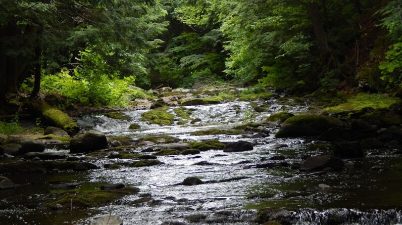 Photo Lush forest