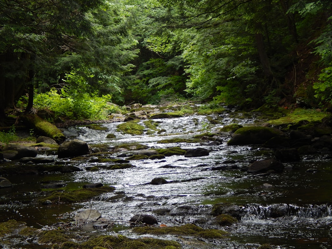 Photo Lush forest