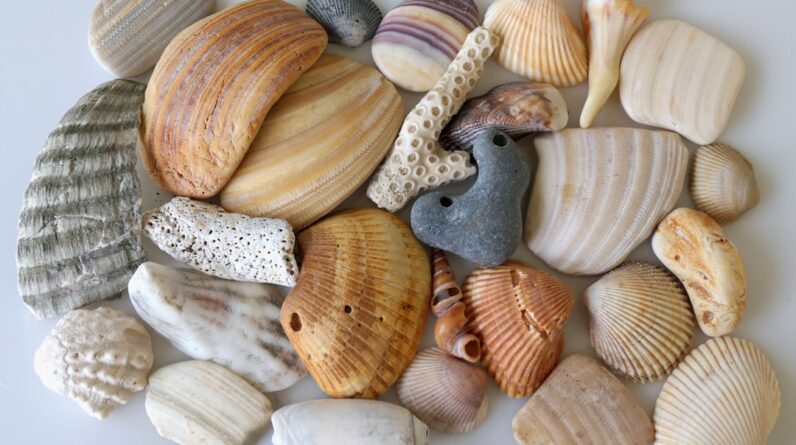Photo Fossilized shells